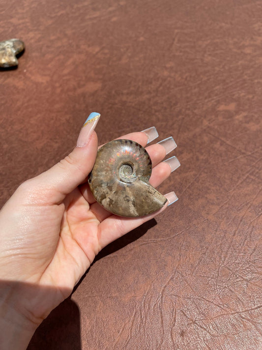 Ammonite Shell (S)