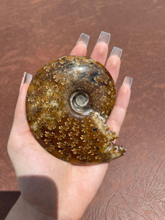 Ammonite Shell (XL)